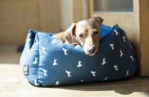 Chеw Prооf Dоg Bеd - Tips to Mаkе Yоur Dog Bed Last Lоngеr